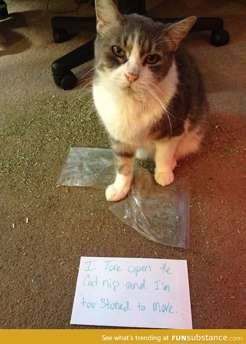 Cat shaming: Drug edition