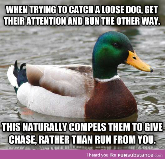If you chase after them, they'll run most every time