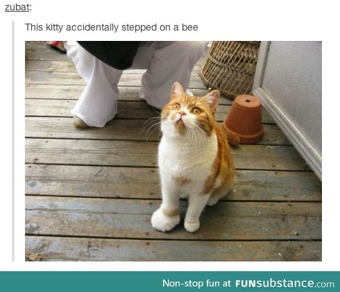 Poor kitty :(
