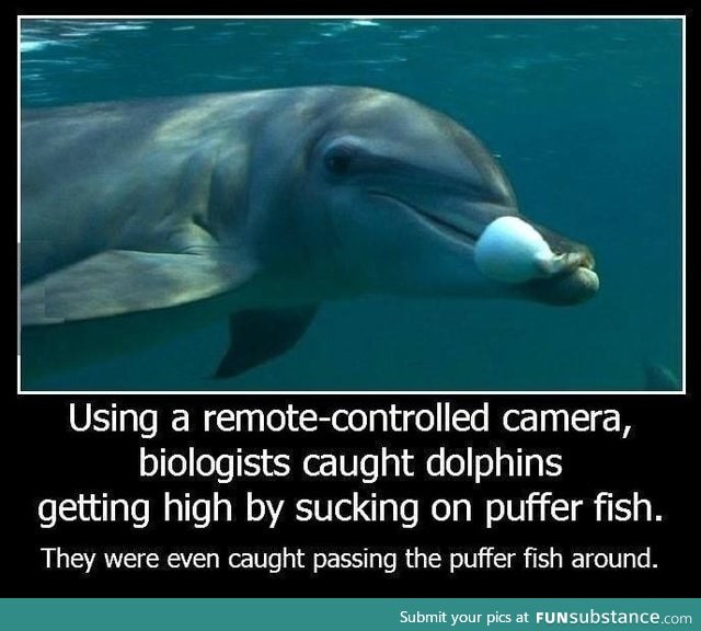 Dolphins get high