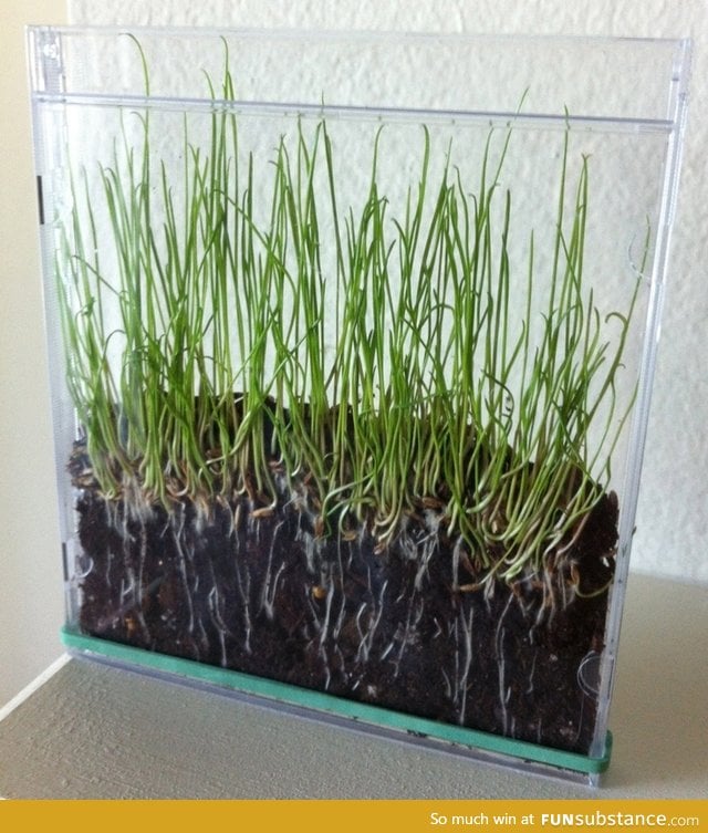 Grass seeds+soil+CD case= Cool!