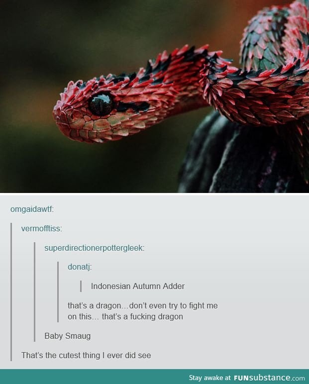 Dragons confirmed