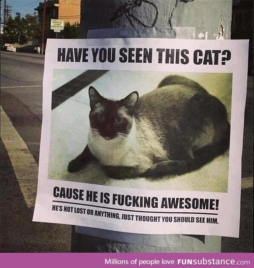 Hysterical cat poster