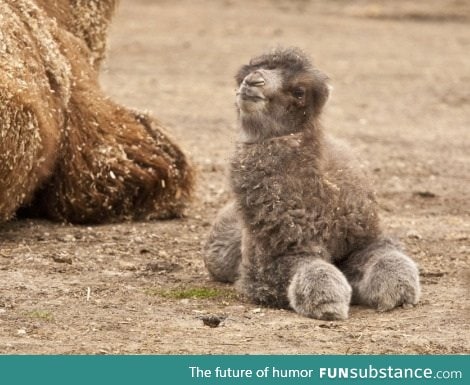 Baby camel