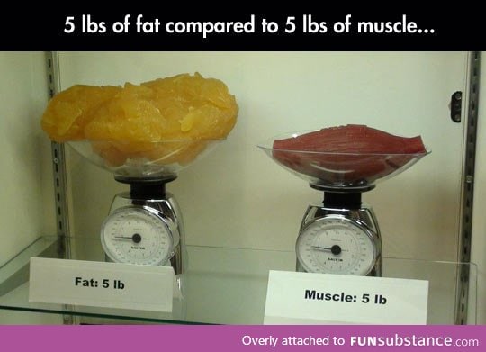 Fat vs. Muscle