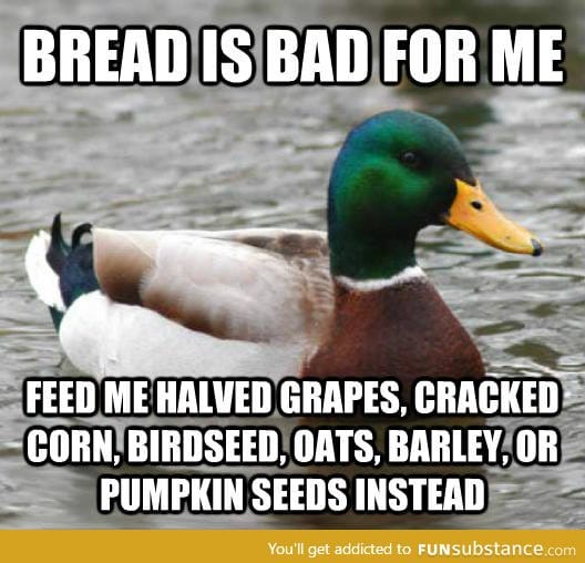 With spring upon us, here is some advice for our beloved mallard