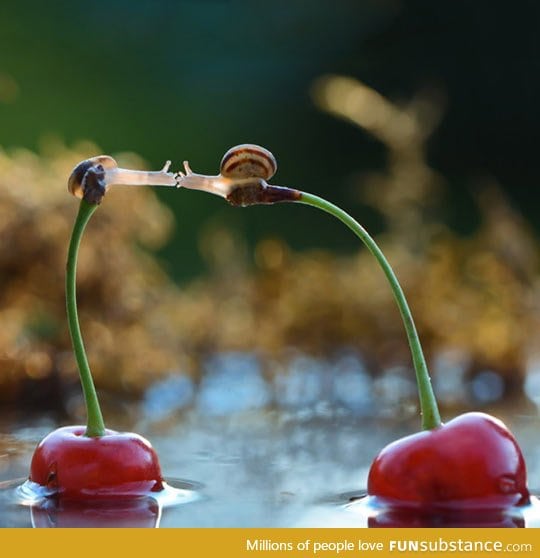 Snails kissing on top of cherries