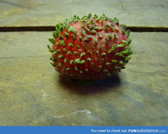 When strawberries start to germinate their seeds