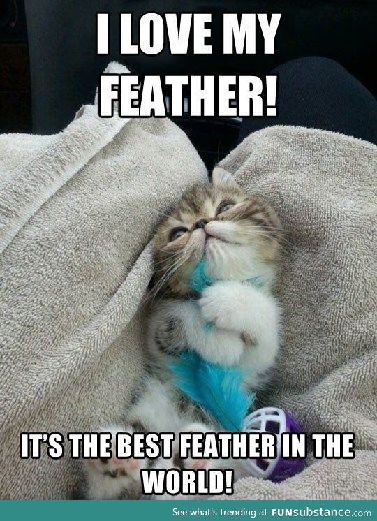 Little kitty's feather