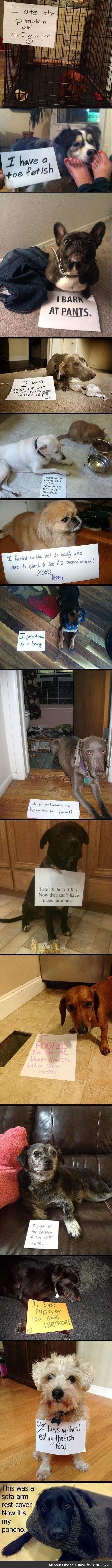 Dog shaming