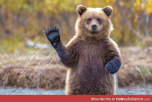 A young female grizzly bear says hello in Chugach National Forest, Alaska