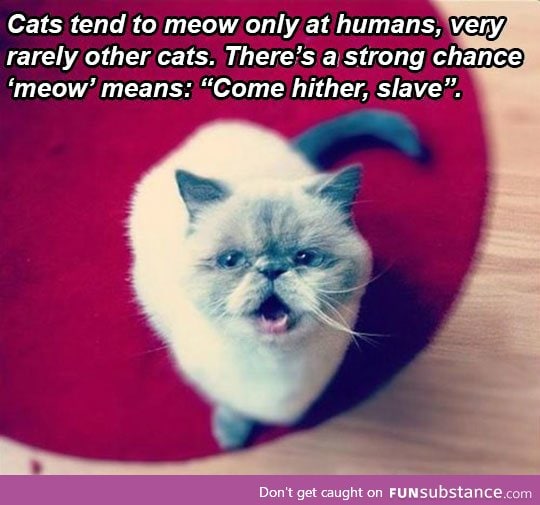 Cat theory