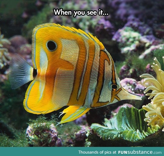 What are you trying to say, fish?