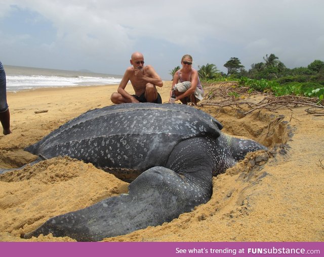 Just a big leatherback sea turtle
