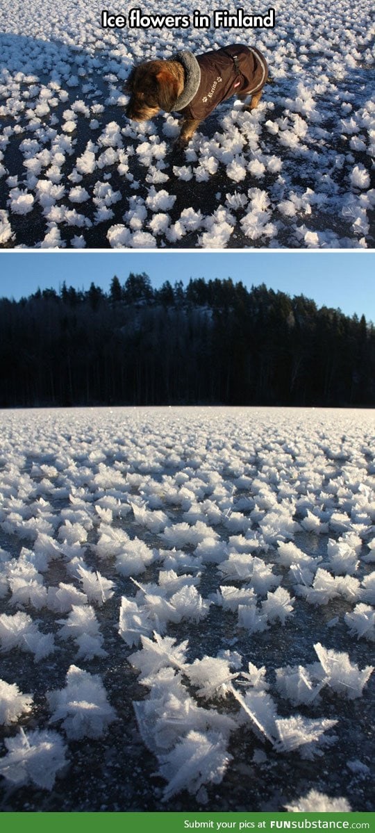 Ice flowers in Finland