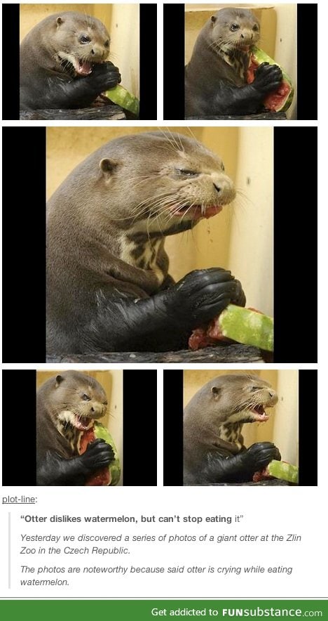 Silly otters.