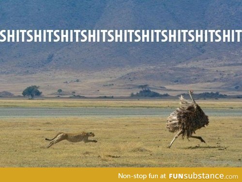 that ostrich needs to get a life