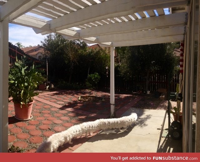Taking a panorama of the yard when the dog walked by. The result