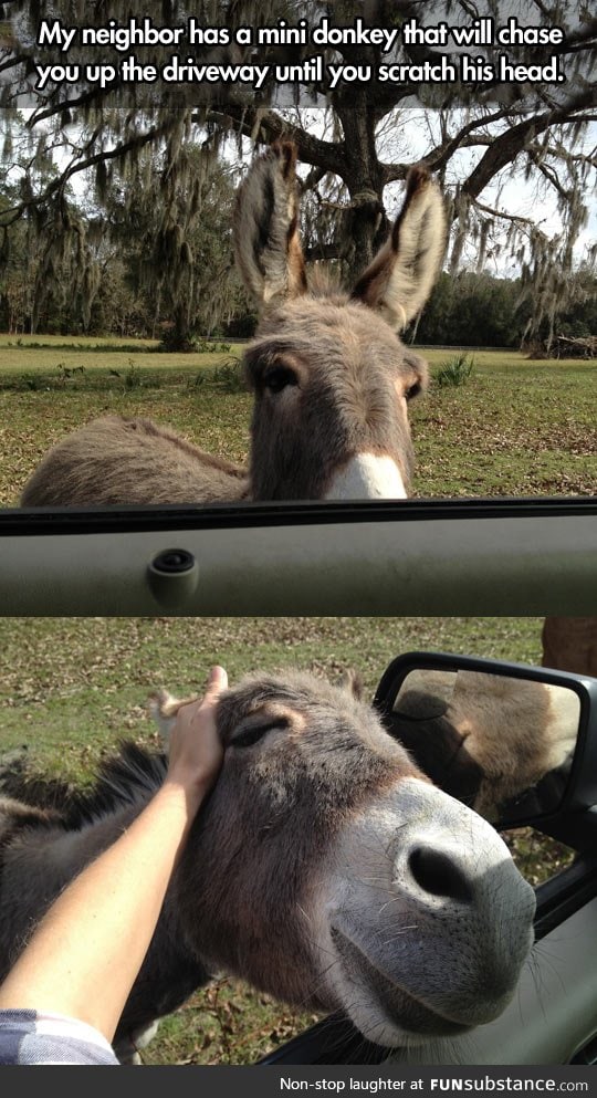 That'll do, donkey. That'll do