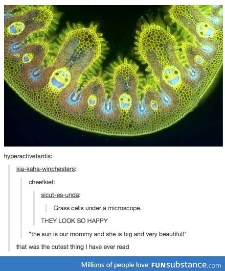 Grass cells