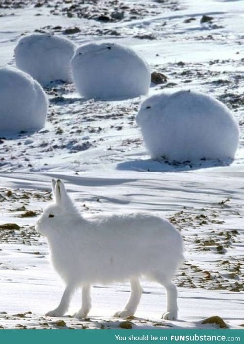 These are called Arctic Hares, they are basically bunny pups