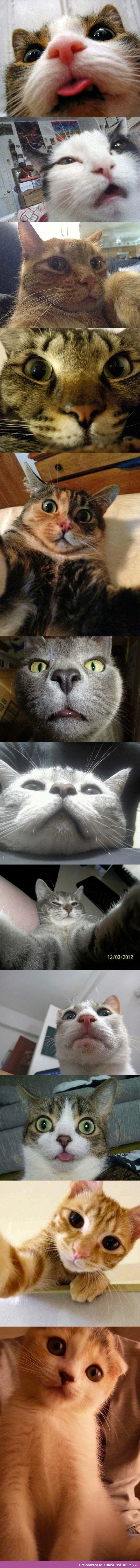Cats take pretty good selfies...