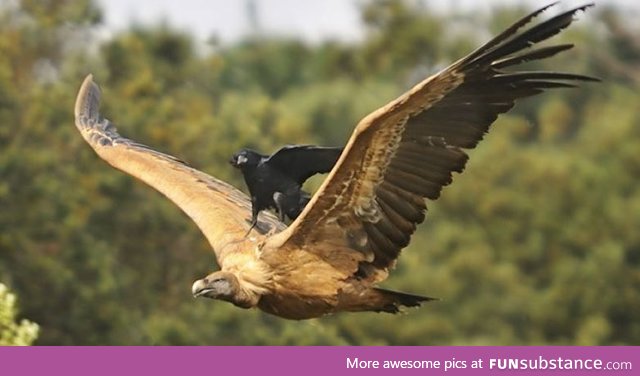 Apparently ravens ride eagles to save energy