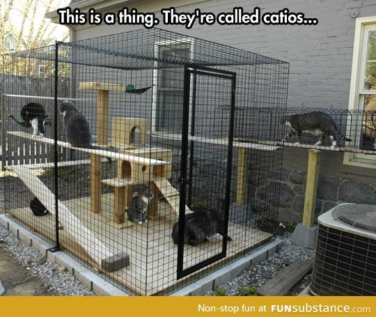 Cat cage in the back yard