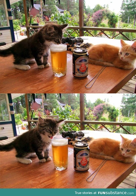 Kitten's first beer