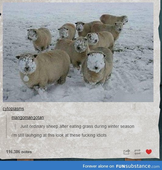 Idiotic sheep