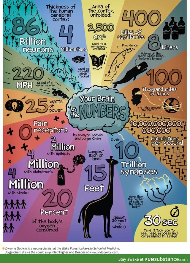 Your brain in numbers.