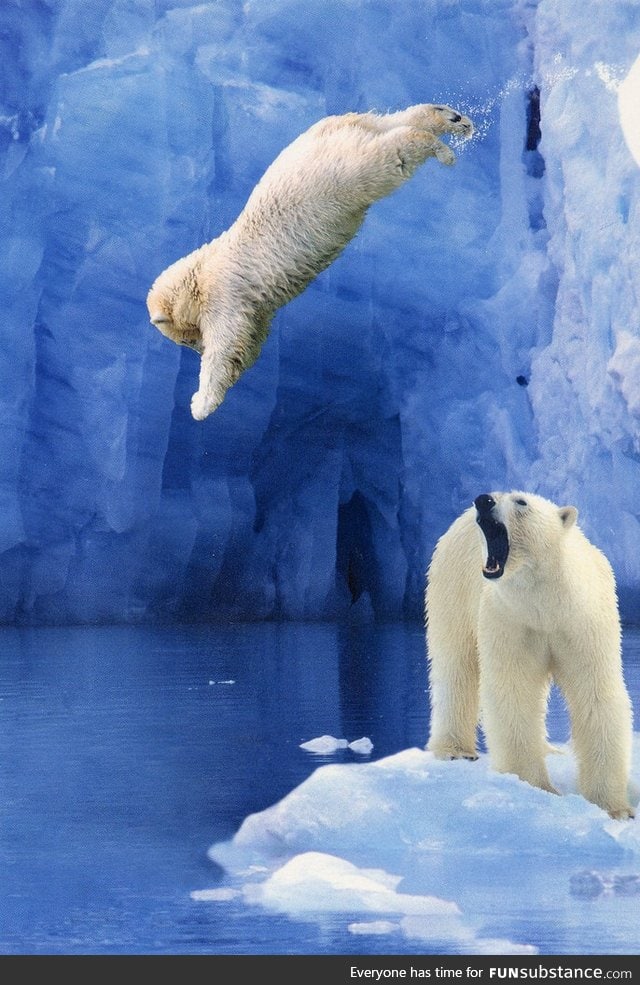 Amazing shot of a jumping polar bear