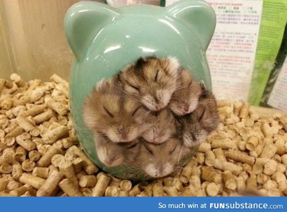Just a bunch of hamsters snuggling