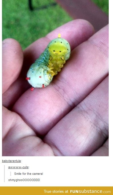 Smiley caterpillar