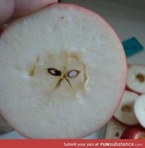 Grumpy cat in my apple