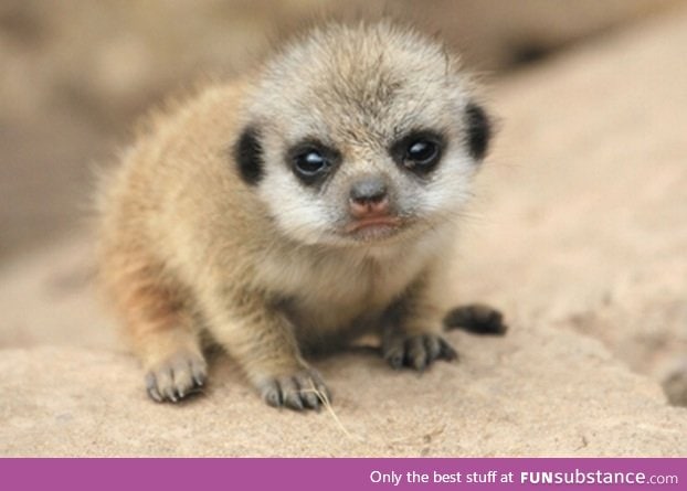 A baby meerkat