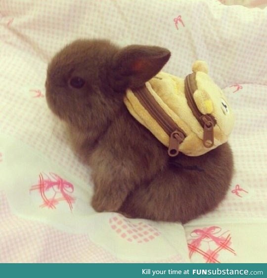 Here's a bunny with a backpack