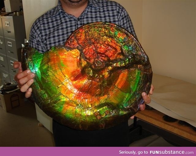I present to to you: A gigantic opalized ammonite fossil