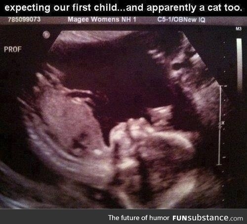 Expecting a cat
