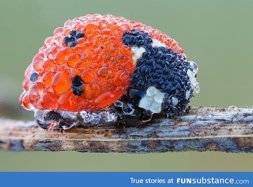 A ladybug covered in morning dew <3