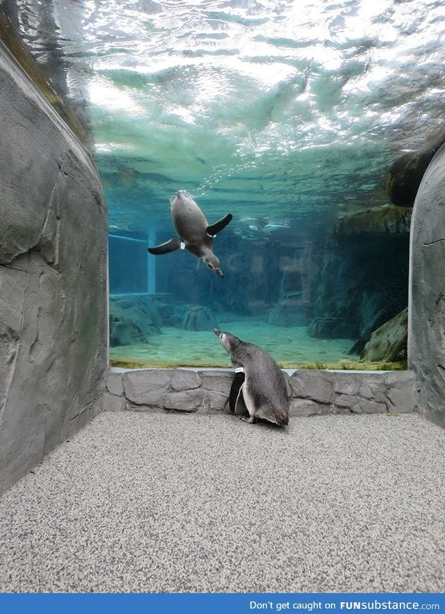 Penguin recognizes his sister outside their tank