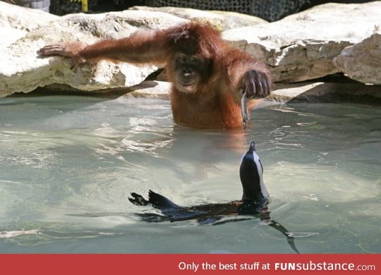 A monkey feeding a penguin