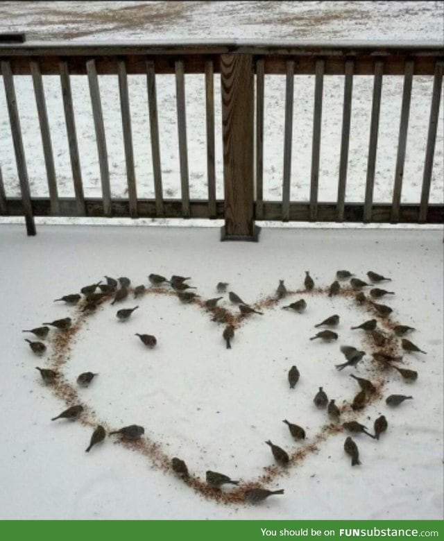 One of my friends made a heart-shaped pile of birdseed