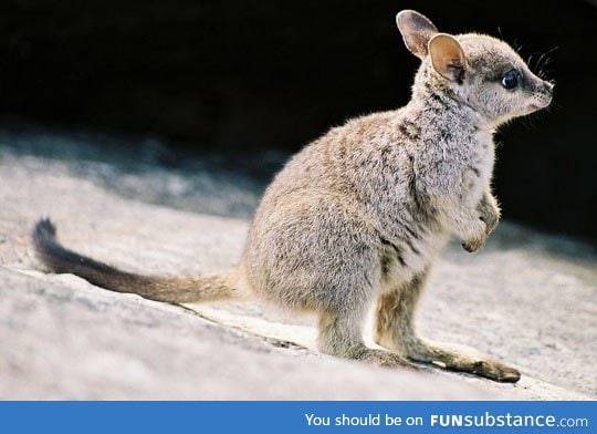 Baby wallaby