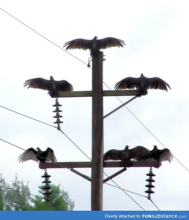 Death Watch - A pic of 6 vultures drying their wings