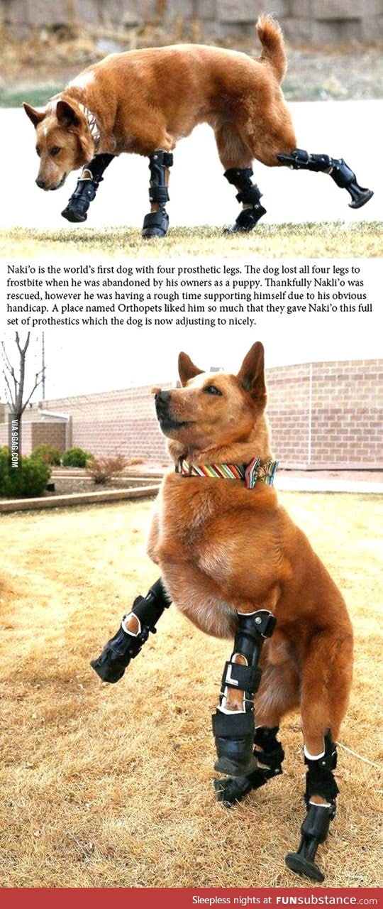 Nakli'o, the world's first dog with four prosthetic legs