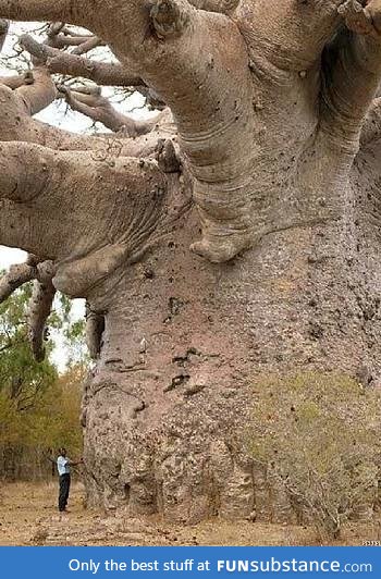 A man standing next to a Baobab tree