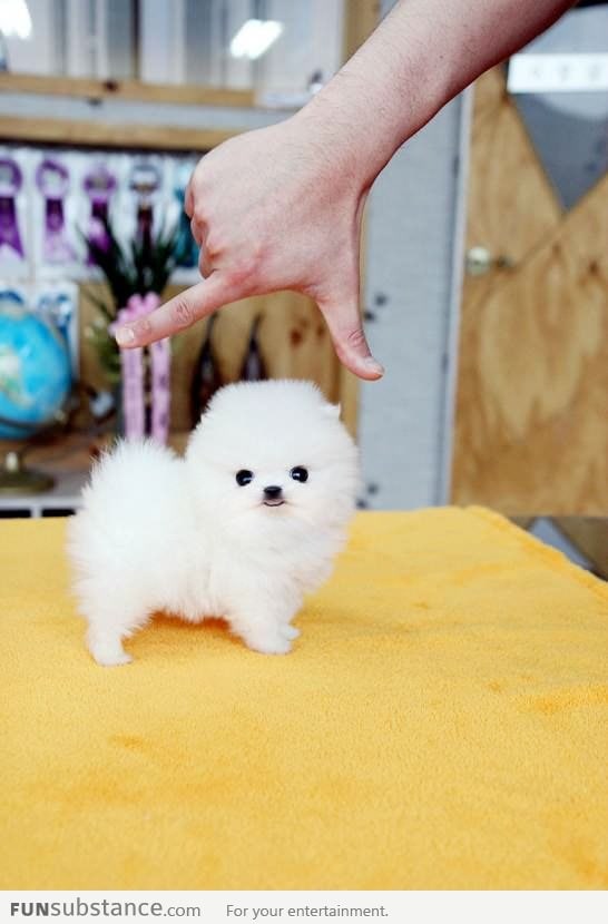 Baby cotton ball