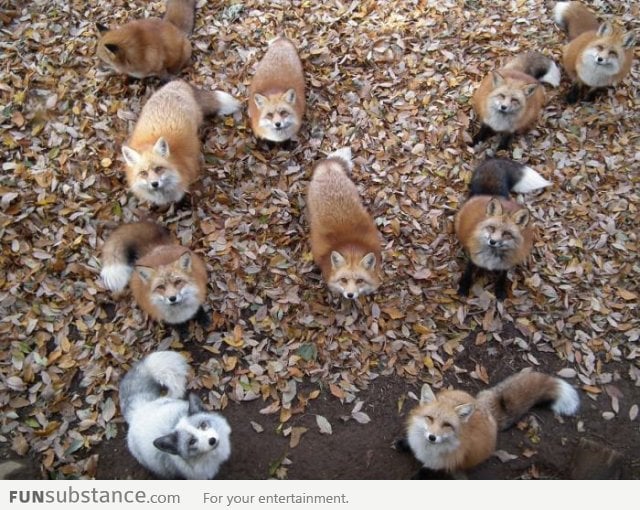 I just saw a fleet of foxes
