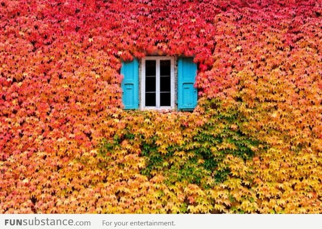 A Wall of Fall